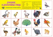 Демонстрационный плакат СУПЕР А2 Домашние и декоративные птицы