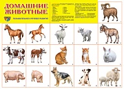 Демонстрационный плакат СУПЕР А2 Домашние животные