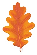 М-16095 Вырубная фигурка. Листочки. Дуб оранжевый (двухстороняя, ВД-лак) - тема Деревья