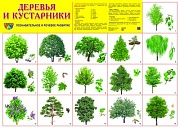 Демонстрационный плакат СУПЕР А2 Деревья и кустарники