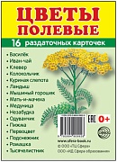 Дем. картинки СУПЕР Цветы полевые. 16 раздаточных карточек с текстом на обороте (учебно-методическое пособие с комплектом демонстрационного материала 63х87 мм, познавательное и речевое развитие)