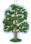 Ф-16142 Плакат вырубной А3. Сосна (двухсторонний) - тема Деревья