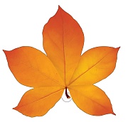 М-16286 Вырубная фигурка. Листочек каштана оранжевый (двухстороняя, ВД-лак) - тема Деревья