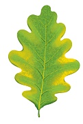 М-15373 Вырубная фигурка. Листочек дубовый осенний зелено-желтый. Двухсторонняя (УФ-лак) - тема Деревья