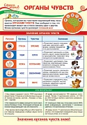 ПО-13976 Плакат А3. Окружающий мир в 3 классе. Органы чувств