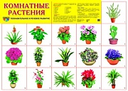 Демонстрационный плакат СУПЕР А2 Комнатные растения